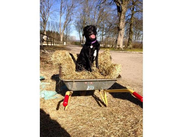 Søger kuldsøskende