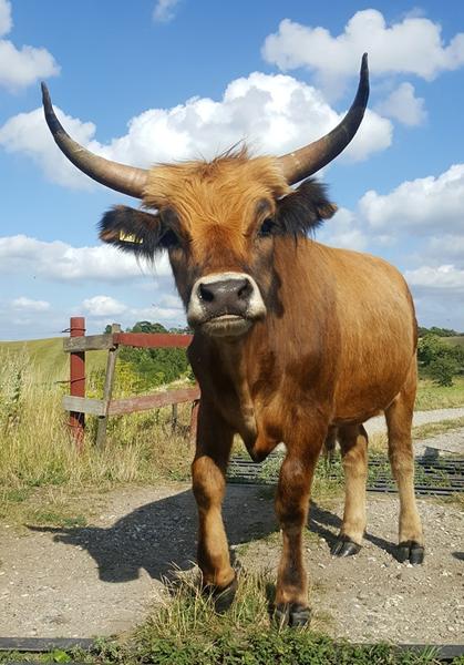 Kan I mon huske Ivar-kalven?