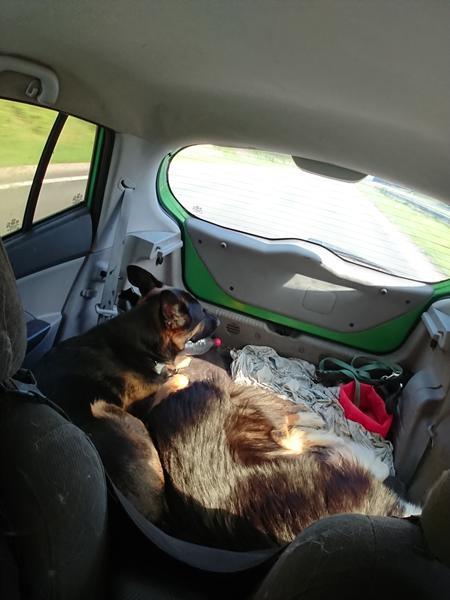 Gitter til Kia Picanto 