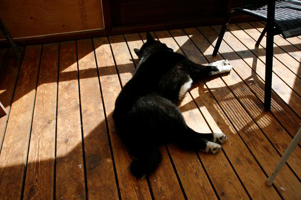 Hvorfor går min hund i sauna?