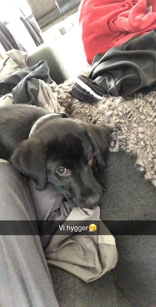 Jeg søger en/flere venner til min hund. 