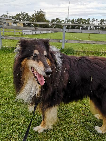 Jubii.. Min hund fælder 