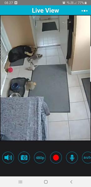 Hvalp og anden hund alene hjemme