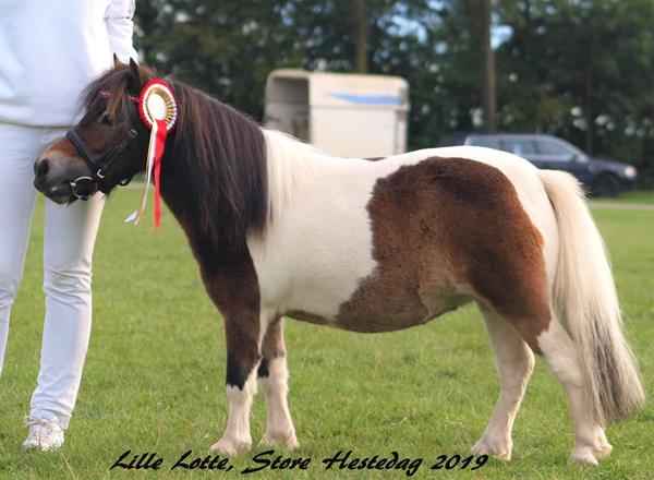 Udklædning pony og menneske.