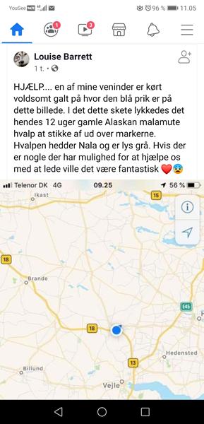 Hvalp forsvundet ved trafikuheld