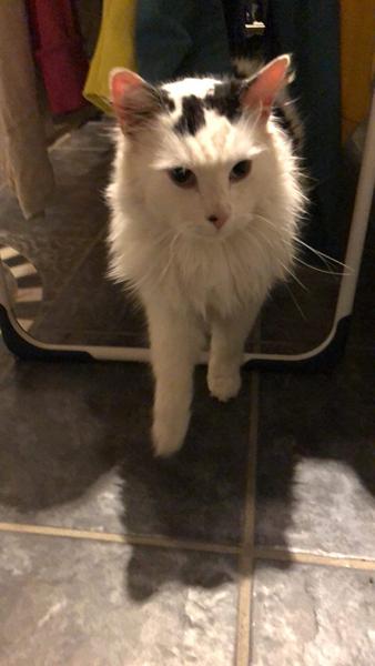 et julemirakel (ikke hund) 