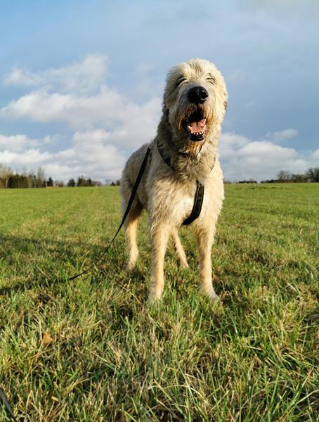 Sko/vandtætte sokker 