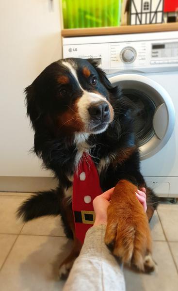 Bedste måde og hjælpe skræmt hund nytårs aften