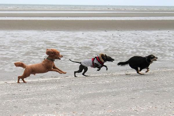 hunde stunt! 