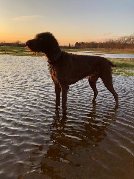 Jer med meget aktive og let stressede hunde.