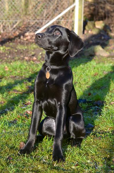 Opdatering på labradoren med schæferører