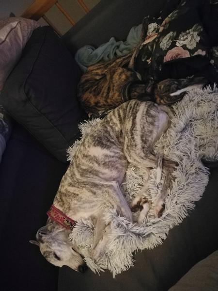 Hundegitter til bilen