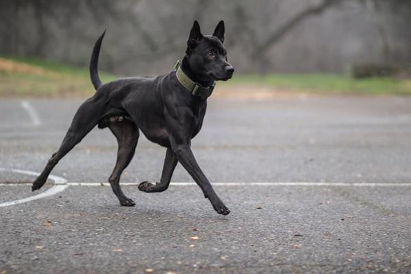 Thai Ridgeback