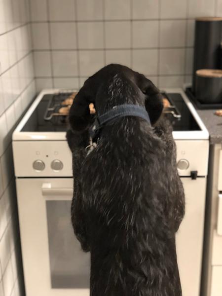 Når hunden insistere