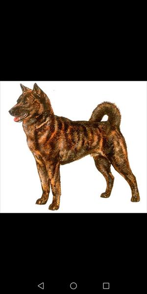 kai hund