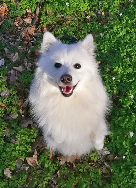 Overvågningskamera til hund