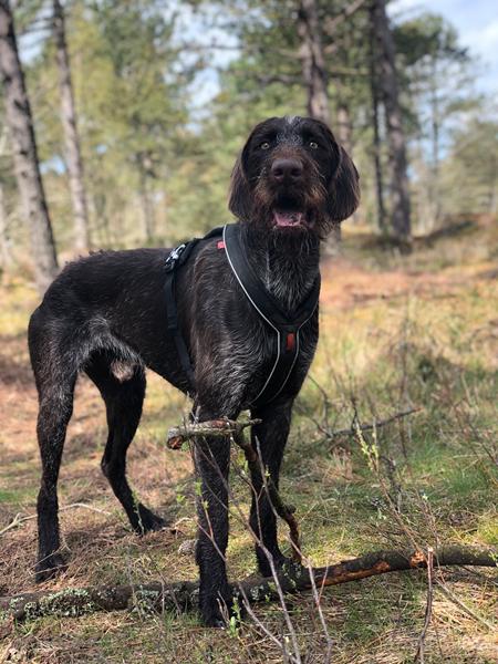 Hanhund og løbetid.