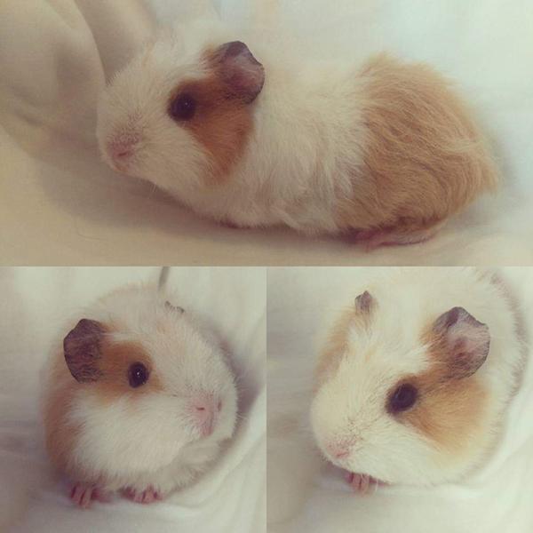 Marsvine billedtråd 