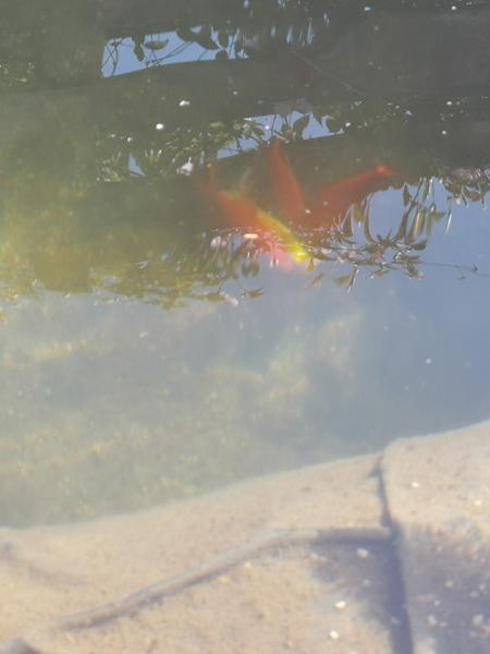 Koi og guldfisk. 