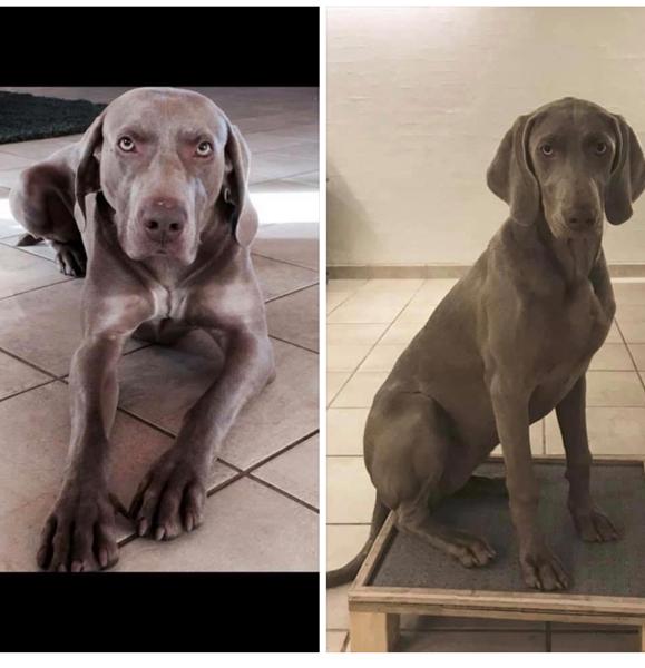 Forsvundne weimaranere. 