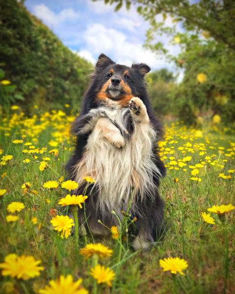 Ældre hund og tab af syn