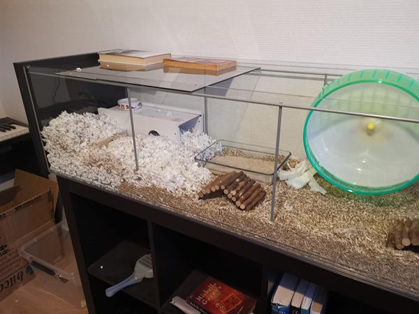 Guldhamster spørgsmål 