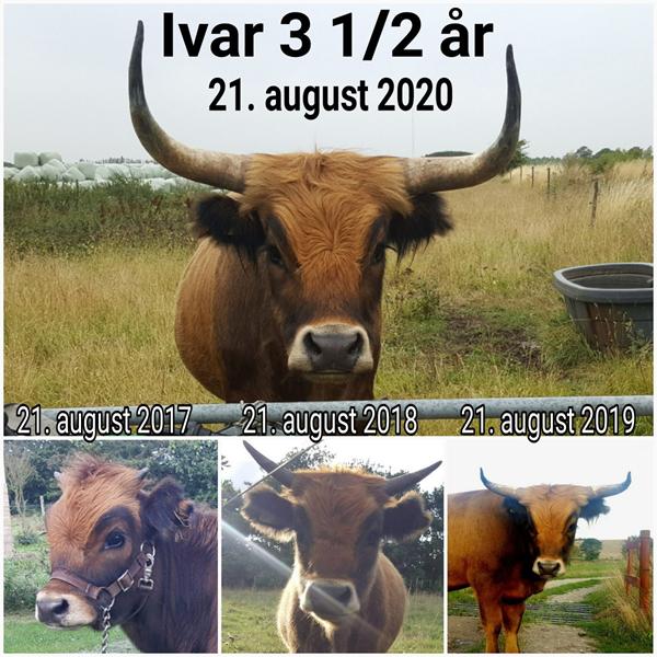 Ivar 3 1/2 år 