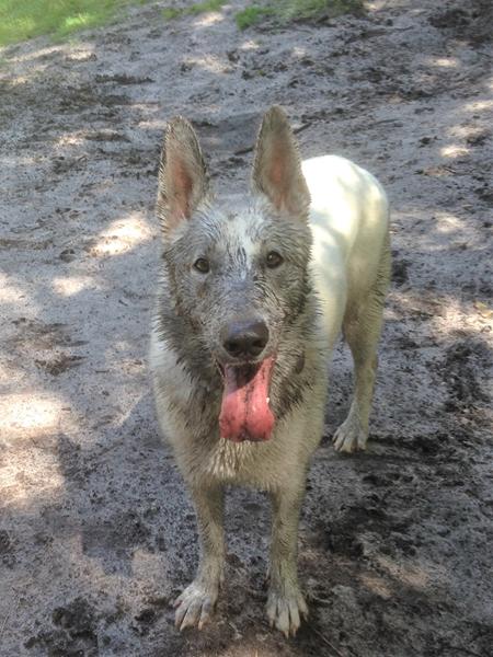 Vinterpels. Er jeres vovser også begyndt at sætte vinterpels?