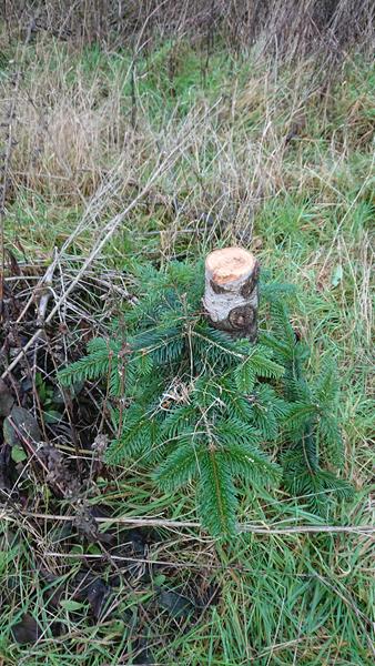 Tyveri af juletræer og pyntegrønt