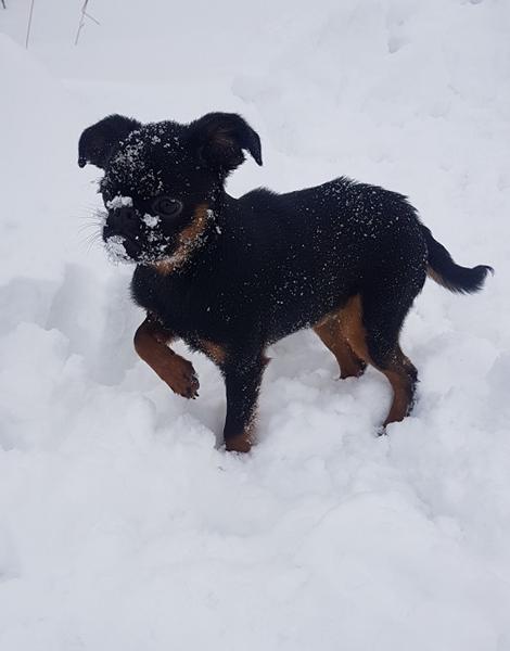 Hvalpepasset er udløbet