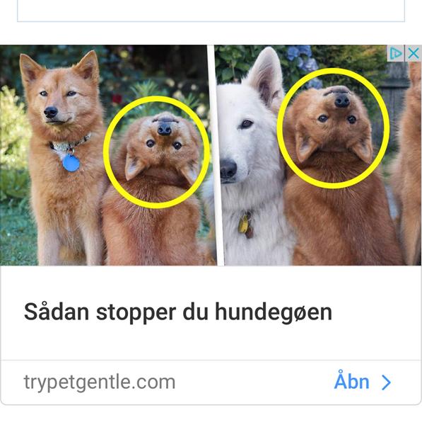 Stop hundegøen annonce