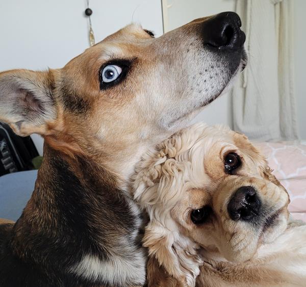 Lancerede hunde og udluftning 