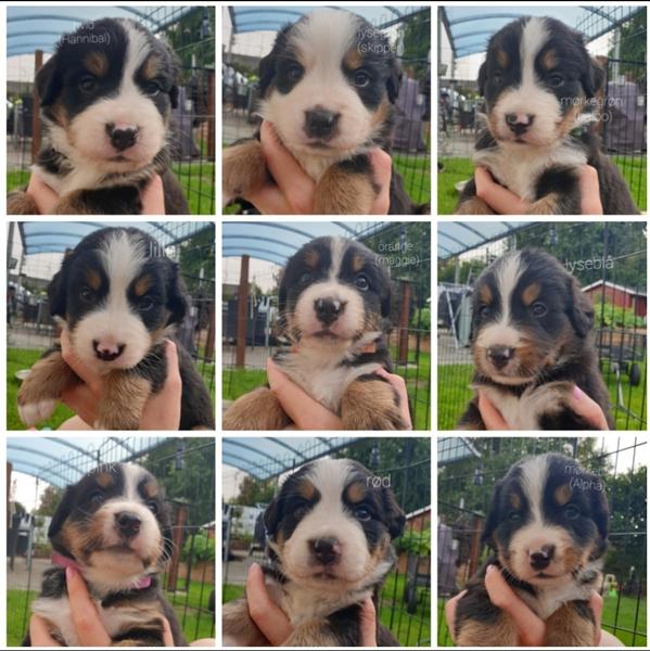 Hvalpe spam igen igen