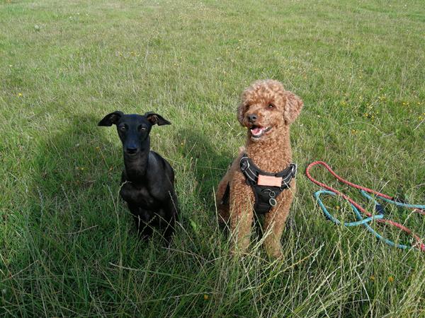 hund med på camping 