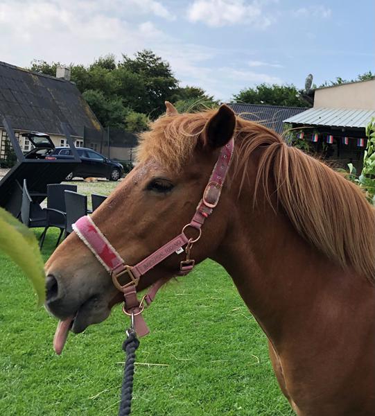 Hestehjælp - er de for flabede?