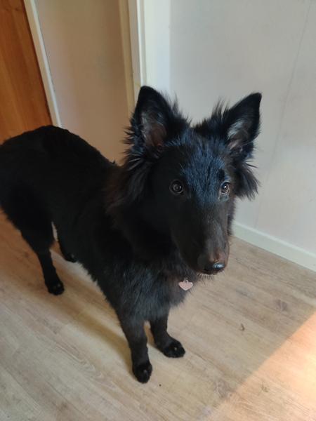 Vores Groenendahl hvalp er bange for andre hunde.