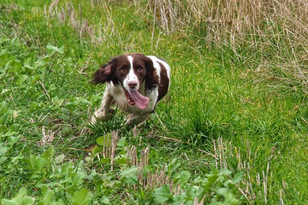 Markprøver for FT spaniels 