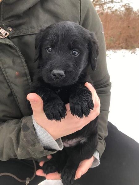 Labradoodle hvalpe søger nyt hjem 