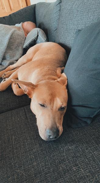 steriliseret hun hund 