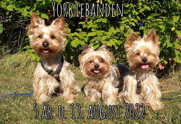 Yorkiebanden 5 år! 