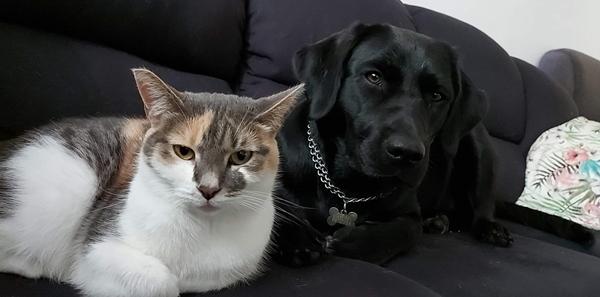 Hund bor sammen med kat, og ny killing kommet i hjemmet.