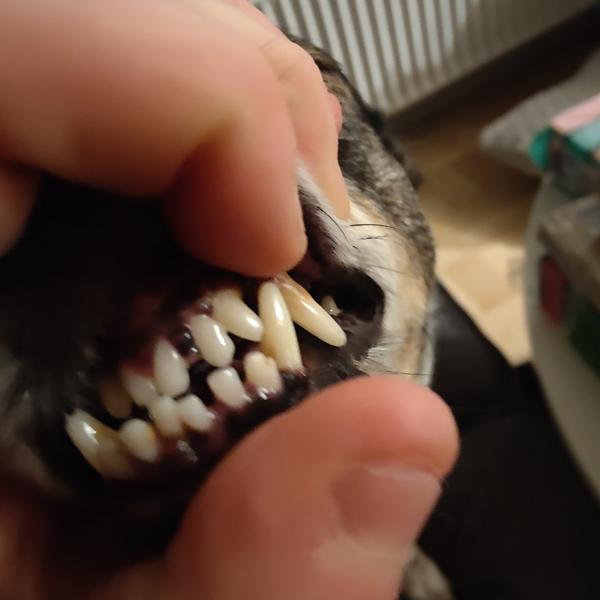 Gevækst mellem tænderne 
