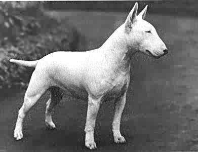 James Hinks Bull Terrier