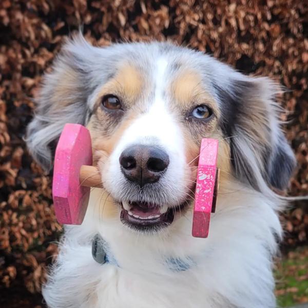 Hvorfor går du til konkurrence med din hund? 