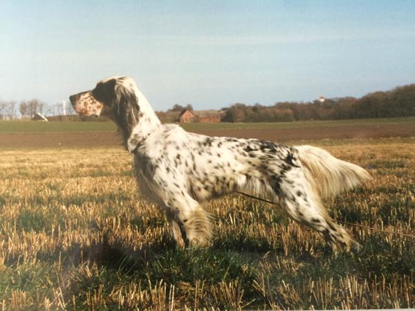 Flotte hunde jeg aldrig kommer til at eje