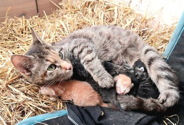 Bil-katten og killinger