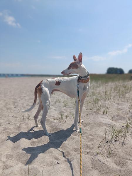 Cykling med hund