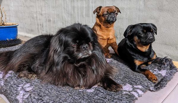 Indsamling til hunde?