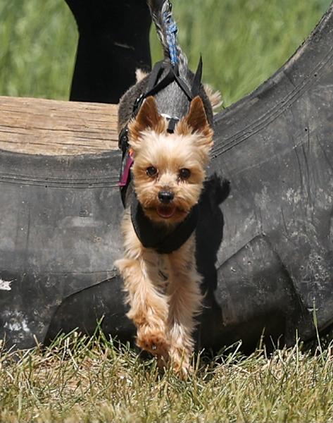 Hund I Fouks på Vilhelmsborg i weekenden 
