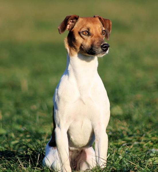 Dækken til lille hund.